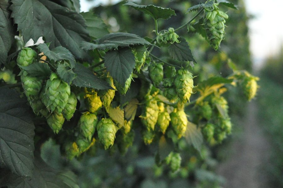 hops hanging in a field of bines