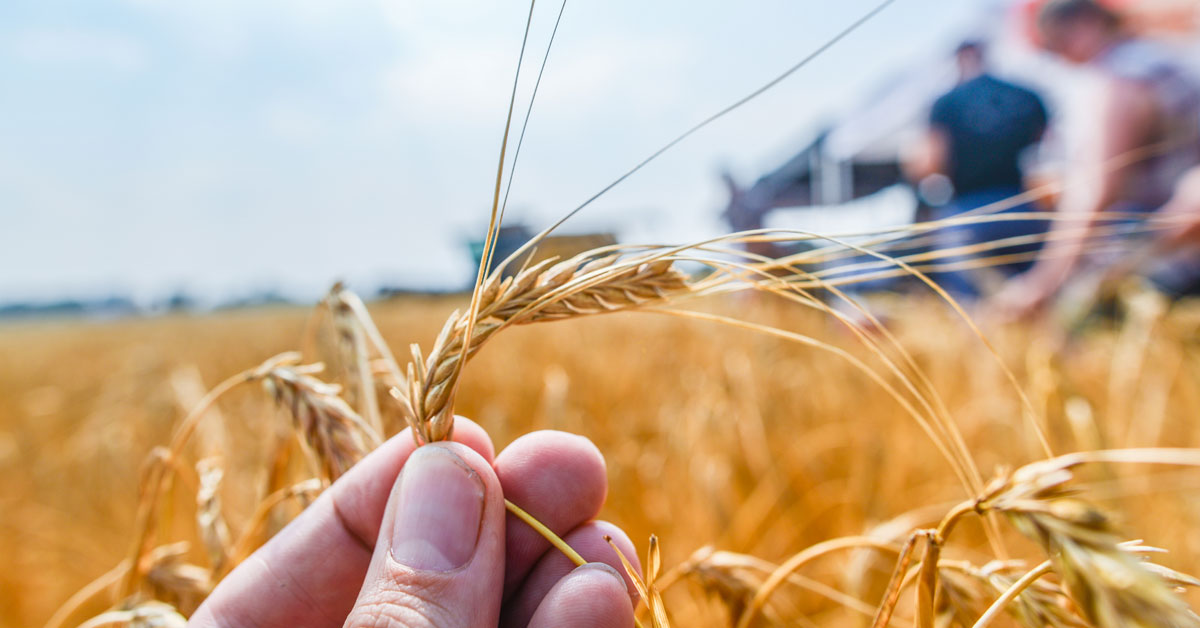 Growing Importance Malt Flavor Aroma social