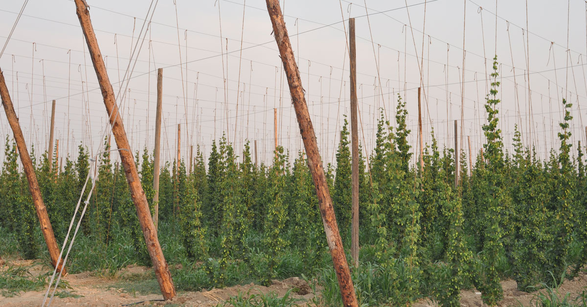 hop standards