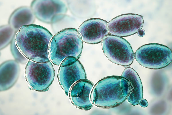 Using Non-Alcohol Yeast