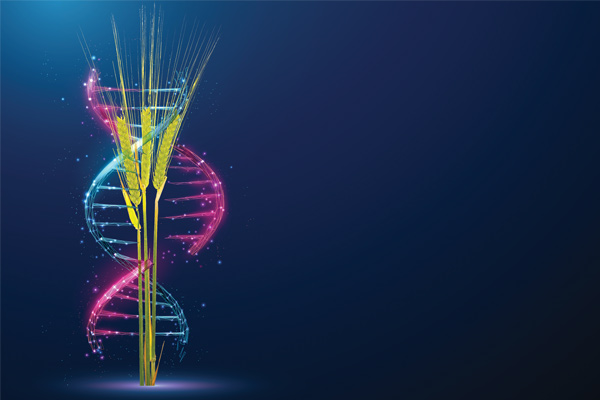 Gene Edited Barley