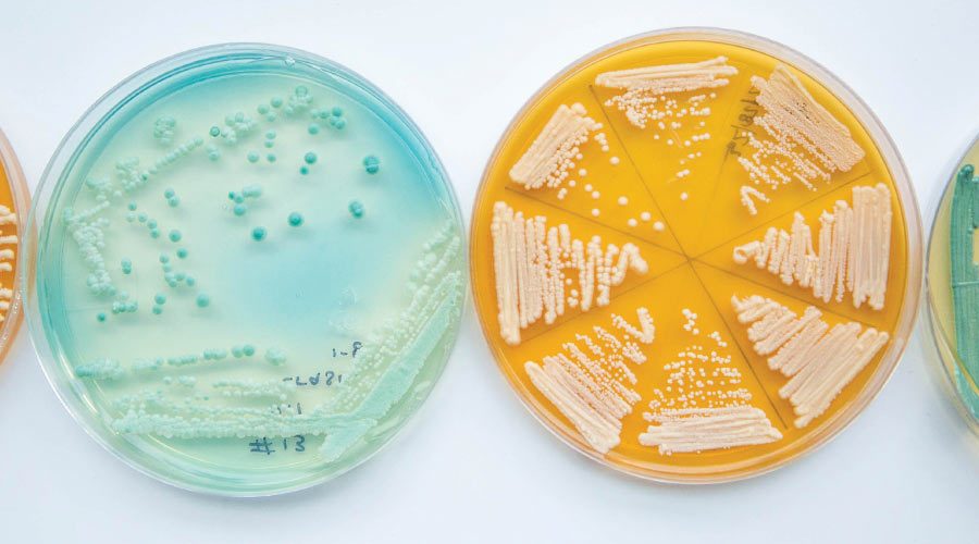 Thiolized Yeast 101
