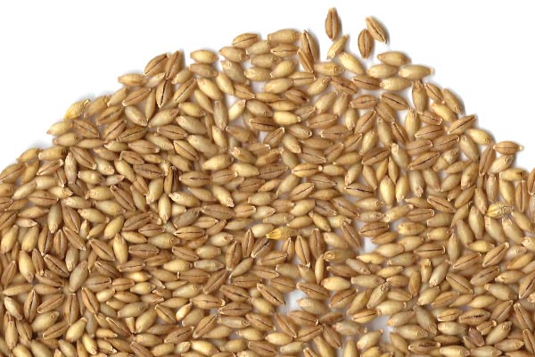 Naked Barley