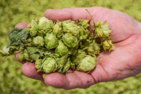 hand holding fresh hops